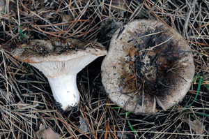 Russula brevipes – This Short-stalked White Russula has white gills but the top is darker from all the forest debris and soil it pushes up while growing.